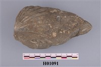 藏品(海扇)的圖片